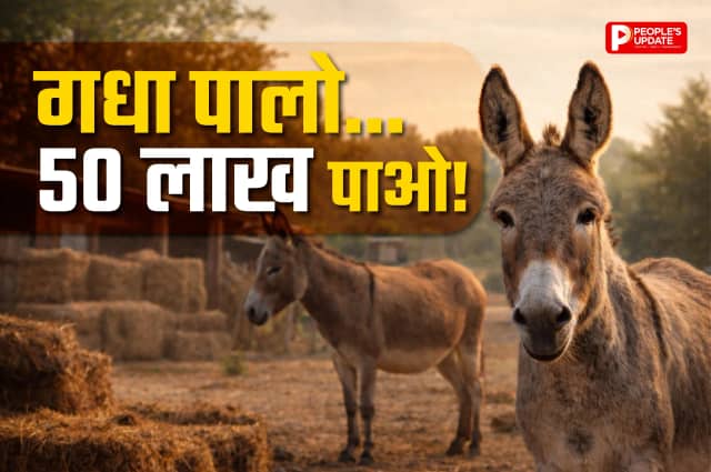 गधे पालने पर सरकार देगी 50 लाख रुपए, जानें किसे और कैसे मिलेंगे ये पैसे?