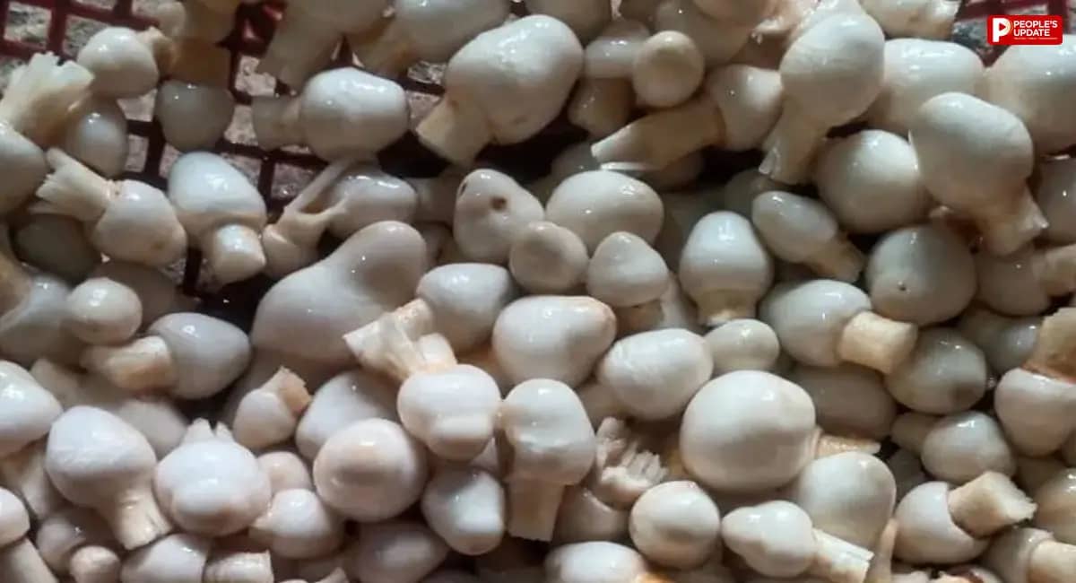 1000 रुपए किलो तक बिक रहा जंगली मशरूम, 15 दिन तक रहती है मांग