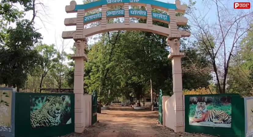 रातापानी के दाहोद में धान के खेत में मिली 4 साल की बाघिन की लाश, करंट से मौत की आशंका