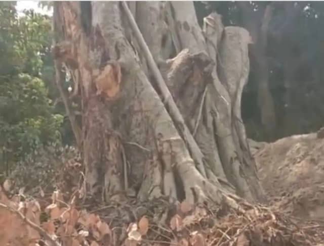 धमतरी में पेड़ काटने पर परिवार का हुक्कापानी बंद, पीड़ित ने कलेक्टर से लगाई न्याय की गुहार