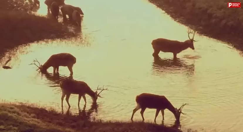 सोहागपुर: सतपुड़ा टाइगर रिजर्व में बढ़ा बारहसिंघा का कुनबा, संख्या बढ़कर 303 हुई 