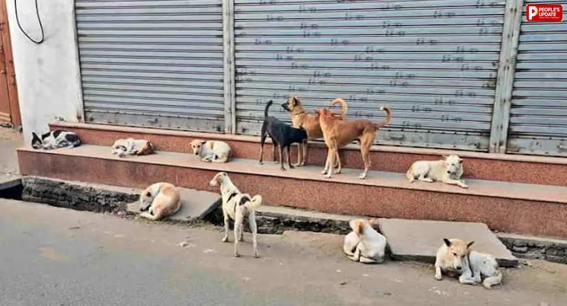 ग्वालियर: आवारा कुत्तों का आतंक, 8 महीने में 8 हजार से ज्यादा लोग डॉग बाइट के शिकार