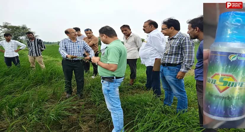 सोहागपुर: विल सुपर के छिड़काव से धान की फसल खराब, नुकसान के आंकड़ों में उलझा मुआवजा 