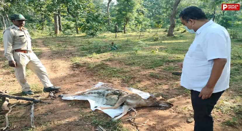 सतपुड़ा टाइगर रिजर्व में मृत मिला चीतल, शव परीक्षण में आवारा कुत्तों के हमले की आशंका