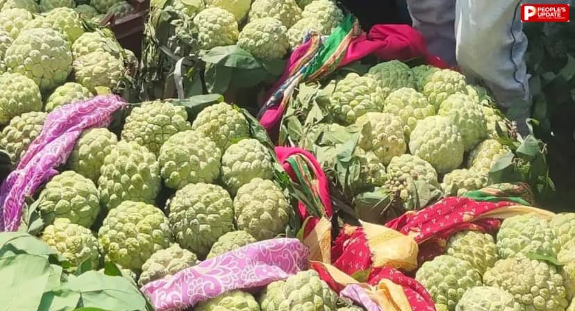 सिवनी के जम्बो सीताफल की साख बचाने की अपील, कच्चे फल तोड़ने और बेचने से बचें किसान
