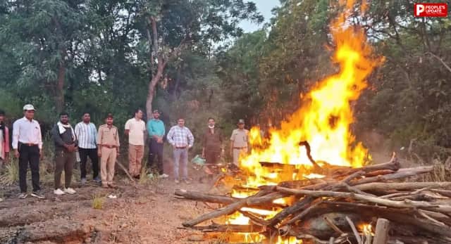 सोहागपुर:सतपुड़ा टाइगर रिजर्व में मृत मिला सांभर, मौत के कारणों की जांच जारी 