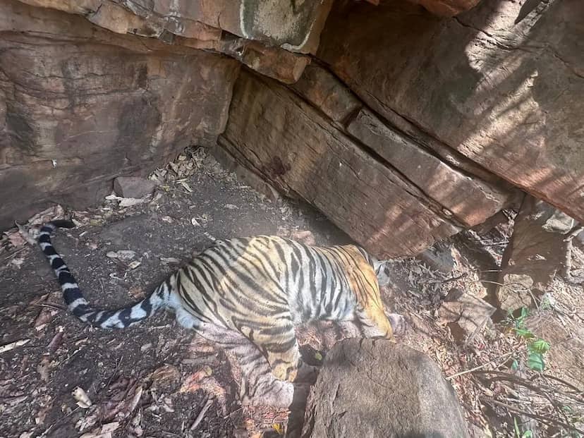 पन्ना के अमानगंज बफर में बाघ की संदिग्ध मौत, आपसी संघर्ष की आशंका