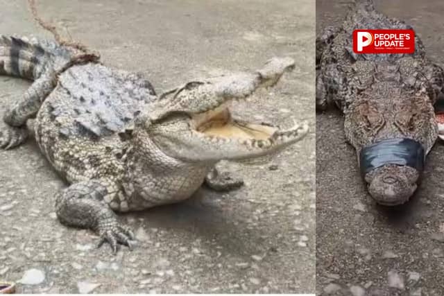 खेत में अचानक दिखा मगरमच्छ, ग्रामीणों में मचा हड़कंप,पकड़कर वन विभाग को दी सूचना