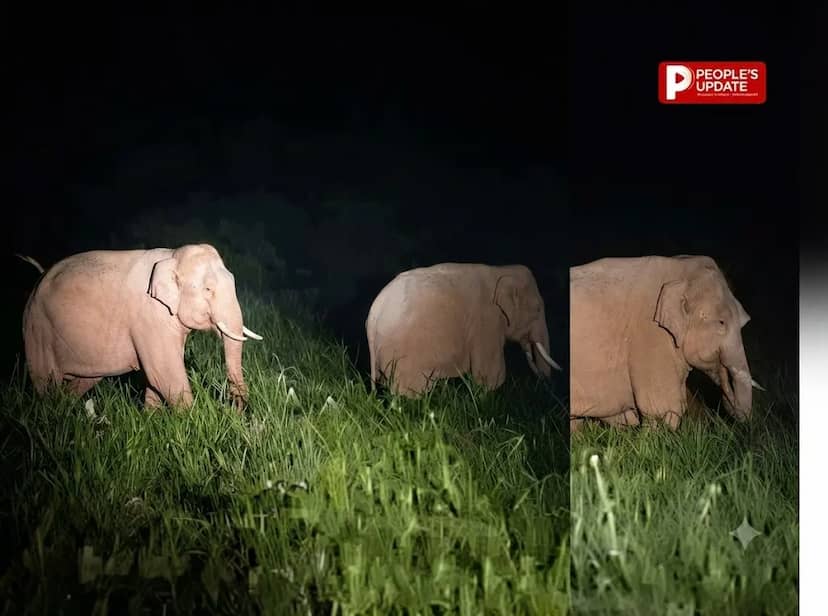 रायगढ़ में 130 हाथियों का डेरा, 16 किसानों की फसलें रौंदी,रात होते ही खेतों में पहुंच रहा गजराजों का दल