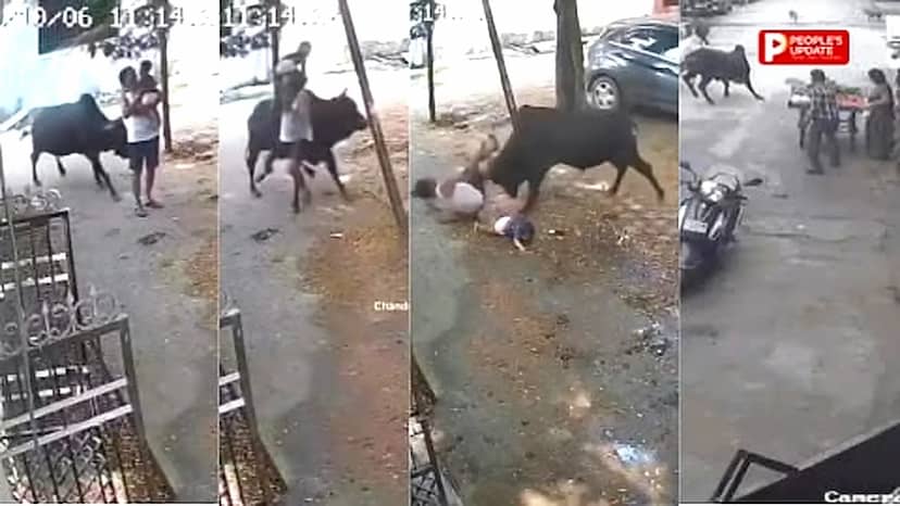 रायपुर में सांड का आतंक: कांग्रेस नेता समेत 15 घायल,बच्चे को गोद में लिए बुजुर्ग पर हमला