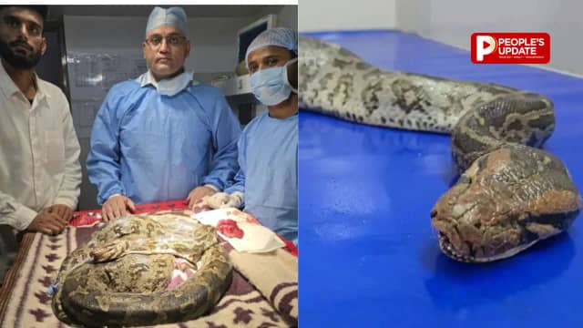 छत्तीसगढ़ में अनोखी सर्जरी, अजगर के मुंह से निकला कैंसर का ट्यूमर, साढ़े 3 घंटे चला ऑपरेशन