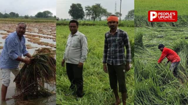 छग में बेमौसम बारिश से किसानों पर दोहरी मार, खेतों में बिछी धान की फसल,लोक गीत के जरिए बया किया दर्द 