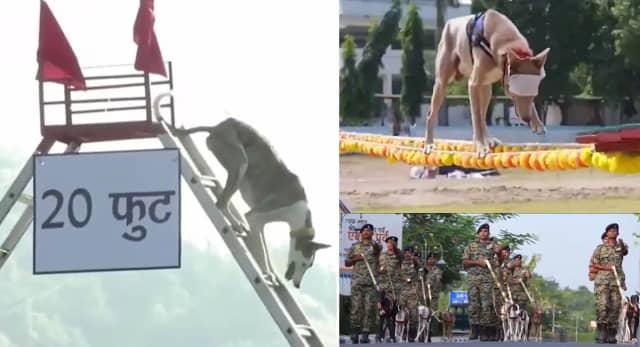 पीएम मोदी बोले- ग्वालियर के टेकनपुर में भारतीय नस्ल के डॉग्स हो रहे ट्रेंड, सीएम ने कहा- प्रधानमंत्री ने देश में सकारात्मक ऊर्जा का प्रवाह किया