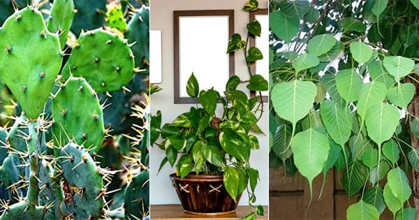 Vastu Tips : घर के मुख्य द्वार के पास भूलकर भी न लगाएं ये पौधे, वरना बढ़ सकती है नकारात्मकता और अशांति