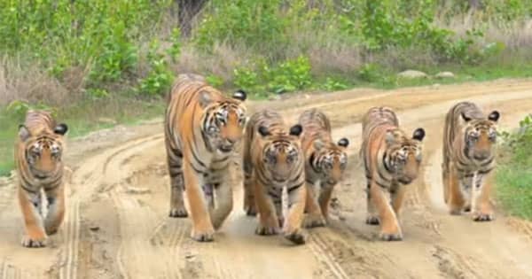 मढ़ई में दिखा टाइगर फैमिली का नजारा, 5 शावकों के साथ सैर करती बाघिन, वन विभाग की सतर्क गश्त जारी