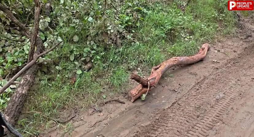 रायसेन के जंगल में सागौन की कटाई! कटे पेड़ों की तस्वीरों से मचा हड़कंप