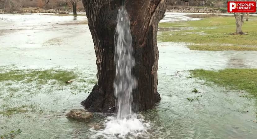 पेड़ या पानी का फव्वारा? 25 साल से लगातार बह रहा पानी, रहस्य जानकर चौंक जाएंगे!
