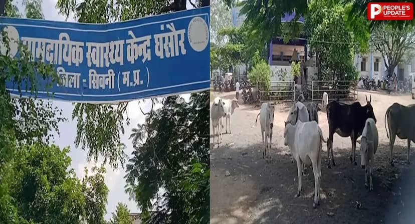अस्पताल में सफाई अभियान के बीच आवारा मवेशियों का जमावड़ा, मरीजों की सुरक्षा पर सवाल