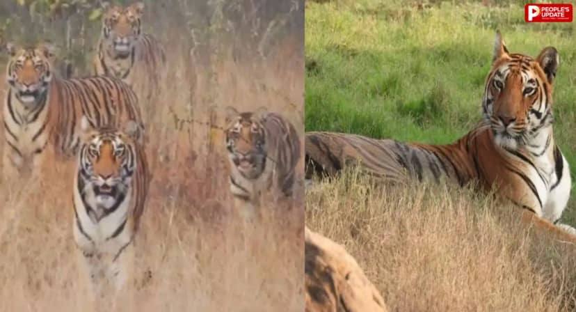 सतपुड़ा टाइगर रिजर्व में 26 सागौन के पेड़ों की अवैध कटाई, जंगल की सुरक्षा पर उठे सवाल