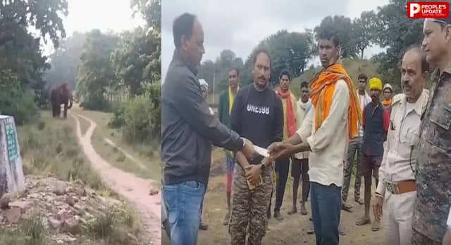 पहले किसान पर हमला, अब बुजुर्ग की मौत; डिंडौरी में जंगली हाथी से बढ़ा खतरा