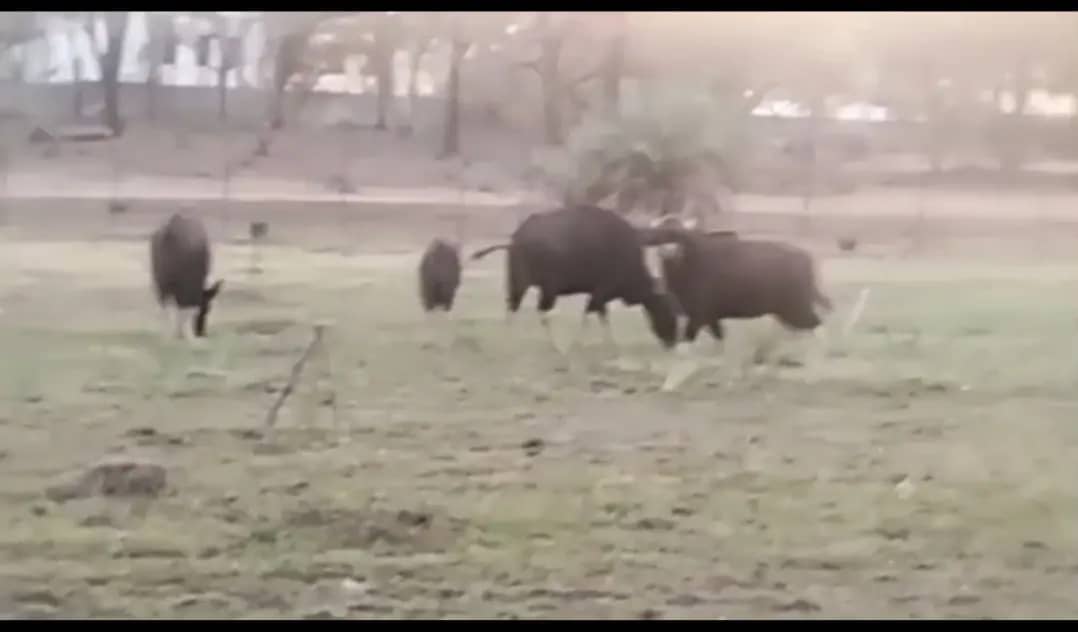 पचमढ़ी में गौर के हमले में सैनिक की मौत, परिजनों को 8 लाख की आर्थिक सहायता