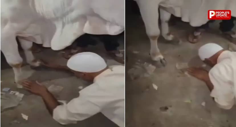 गाय को हटाने के लिए मारा पैर, फिर उसी के सामने झुककर मांगनी पड़ी माफी, देखें VIDEO 