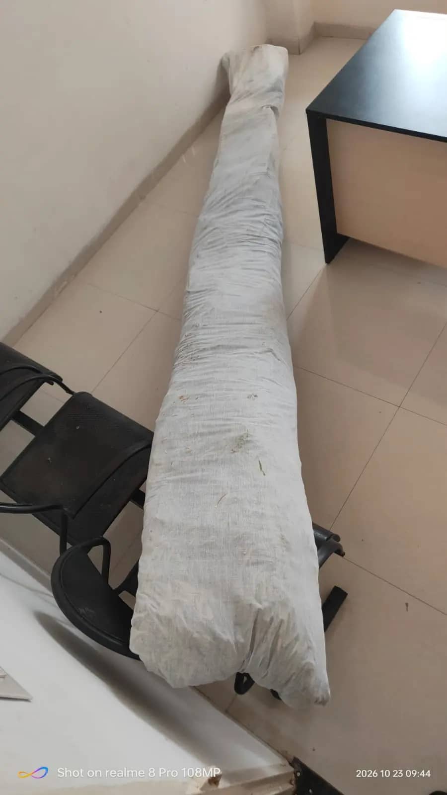 छिंदवाड़ा में घर के पीछे लगा मिला गांजे का पौधा, 1.31 लाख रुपए कीमत; आरोपी गिरफ्तार
