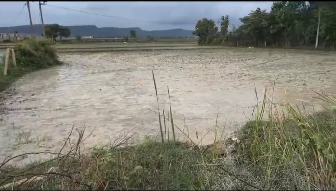 फसल बर्बाद, किसानों ने की कार्रवाई और मुआवजे की मांग