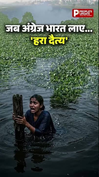 जलकुंभी कैसे बनी ‘टेरर ऑफ बंगाल’? जानिए भारत के जलस्रोतों पर इसका असर