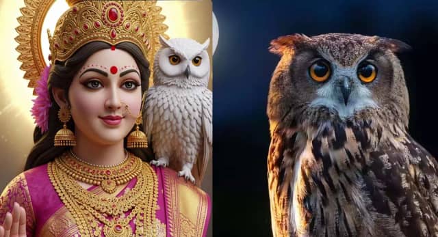 अंधविश्वास या तंत्र-मंत्र? दीपावली पर उल्लू तस्करी और बलि का काला सच, जानें कारण