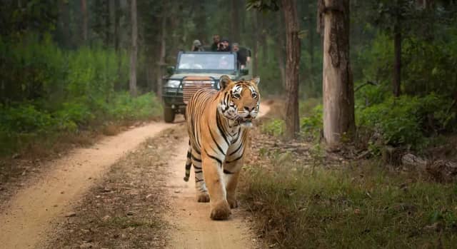 टाइगर रिजर्व के कोर टूरिस्ट एरिया में मोबाइल बैन
