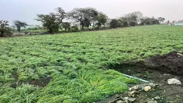 ओला-बारिश से मंदसौर, नीमच, रतलाम में अफीम की 30-35% फसल चौपट