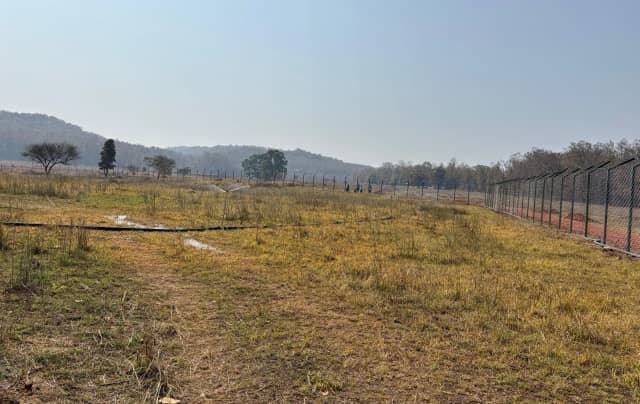 कान्हा टाइगर रिजर्व में फिर गूंजेगी जंगली भैंसों की हुंकार