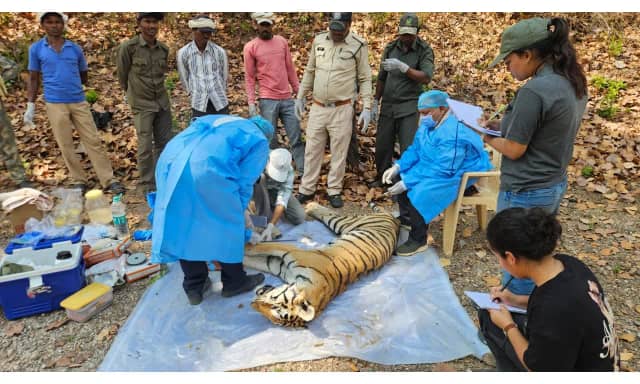 दो बाघों के बीच संघर्ष में एक की मौत, कन्हारी रेंज में मिला मादा बाघ का शव 