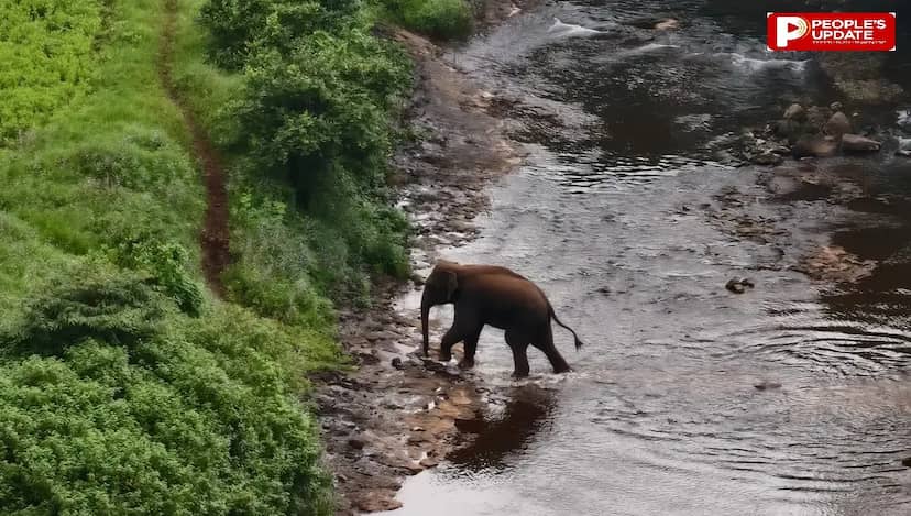 सतपुड़ा टाइगर रिजर्व केे पास घूम रहा जंगली नर हाथी, वन विभाग ने निगरानी के साथ किया अलर्ट