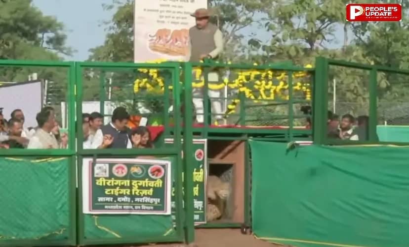 सीएम ने वीरांगना दुर्गावती टाइगर रिजर्व में छोड़े ‘नीरा’ और ‘व्योम’ चीते, कहा-इनका मानव से संघर्ष नहीं होता