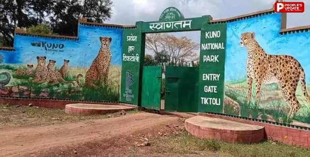 कूनो नेशनल पार्क में 8 माह के चीता शावक की मौत, नामीबियाई मादा आशा ने दिया था जन्म