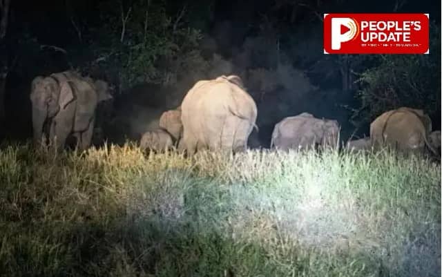 शहडोल: जब हाथियों ने कब्र पर खड़े होकर बयां किया दर्द, इंसानियत को दिया संवेदना का सबक, करंट की चपेट में आने से हुई थी हाथी की मौत