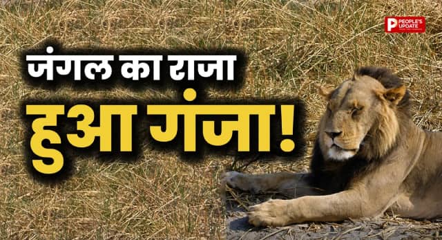 शेर का ऐसा लुक पहले कभी नहीं देखा होगा, सोशल मीडिया पर वायरल हुई तस्वीर 