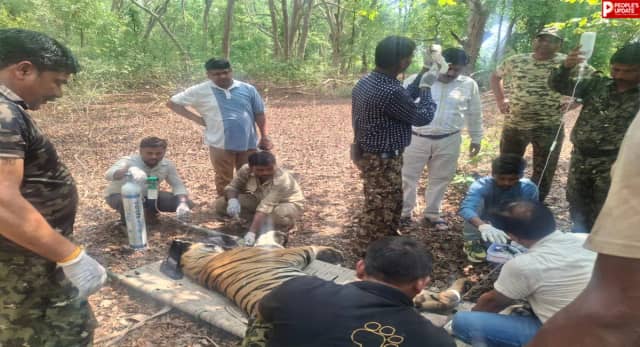घायल बाघ को मिली नई जिंदगी, बांधवगढ़ टाइगर रिजर्व में सफल रेस्क्यू के बाद जंगल में छोड़ा गया 