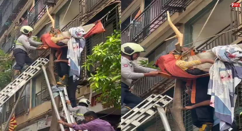मौत के मुंह से बची महिला! 10वीं मंजिल से गिरी नवविवाहिता पेड़ ने बचाई जान, डाल में फंसी महिला को फायर ब्रिगेड ने ऐसे निकाला