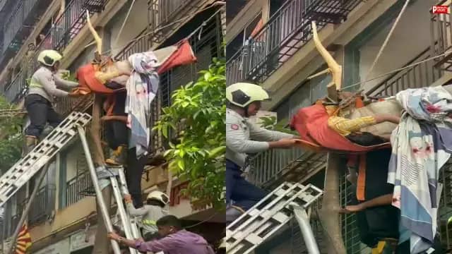 मौत के मुंह से बची महिला! 10वीं मंजिल से गिरी नवविवाहिता पेड़ ने बचाई जान, डाल में फंसी महिला को फायर ब्रिगेड ने ऐसे निकाला