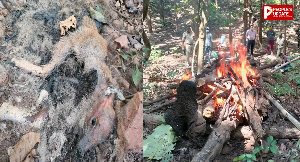 जंगल में मृत मिला सांभर का बच्चा, जांच के बाद वन विभाग ने किया अंतिम संस्कार 