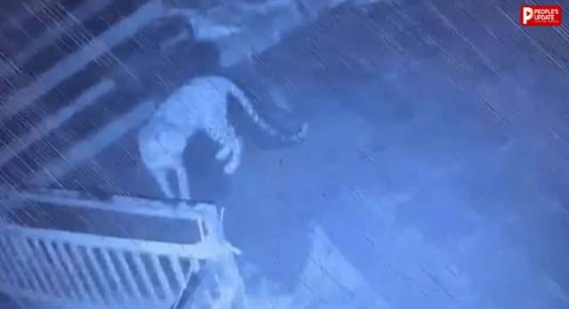 मंदिर की सीढ़ियों पर दो शावकों संग घूमती दिखी मादा, CCTV में कैद हुआ पूरा कुनबा