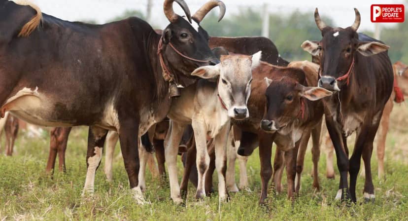 गौशाला निर्माण में 20.22 लाख के फर्जी भुगतान का आरोप, EOW ने 7 अधिकारियों समेत फर्म पर दर्ज की FIR