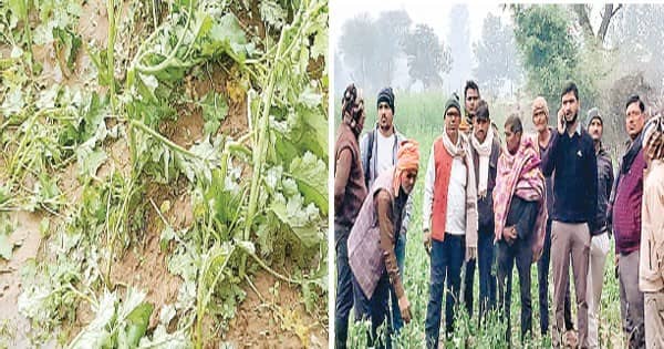 सबलगढ़ और भितरवार में ओलावृष्टि, 1100 हेक्टेयर से ज्यादा क्षेत्र में सरसों को नुकसान