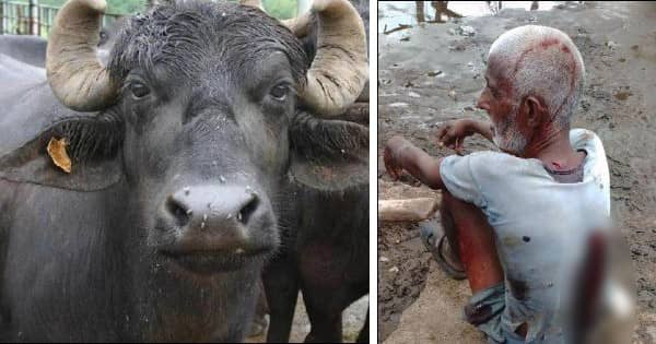 Seoni News: बाघ ने किया चरवाहे पर हमला, भैसों ने किया जवाबी हमला, बचा ली जान