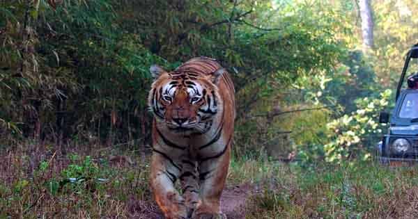 Tiger Safari Booking : सभी टाइगर रिजर्व के कोर जोन की बुकिंग शुरू, Tiger Lovers इस तारीख से कर सकेंगे बाघों का दीदार