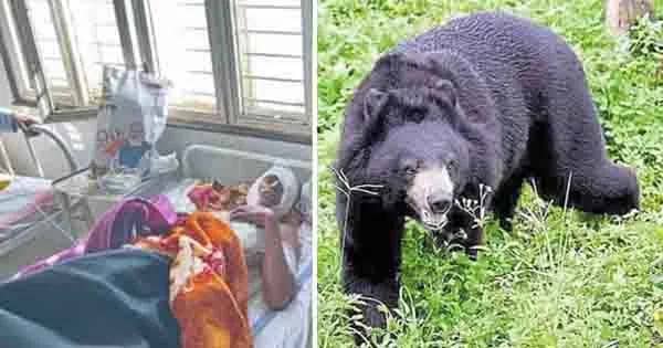 Chhatarpur News : 4 भालुओं ने खेत में काम कर रहे किसान पर किया हमला, ग्रामीणों ने ऐसे बचाई जान