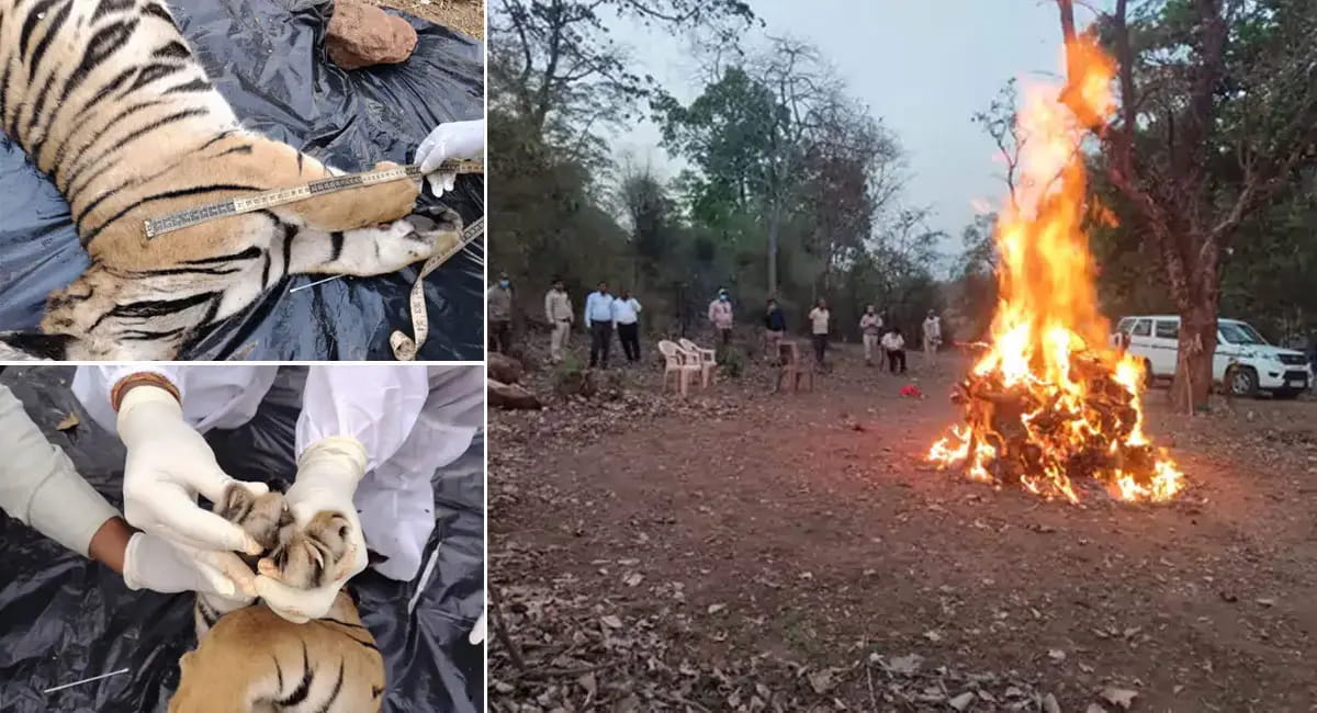 बाघ शावक का मिला क्षत-विक्षत शव, दूसरे बाघ के हमले की आशंका